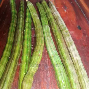 Moringa Drumsticks