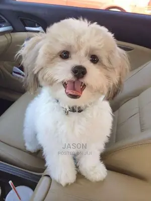 Maltese White Puppies