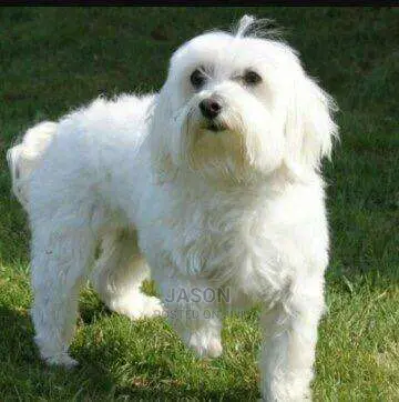 Maltese White Puppies