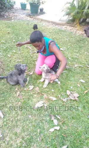 Dogs and Training