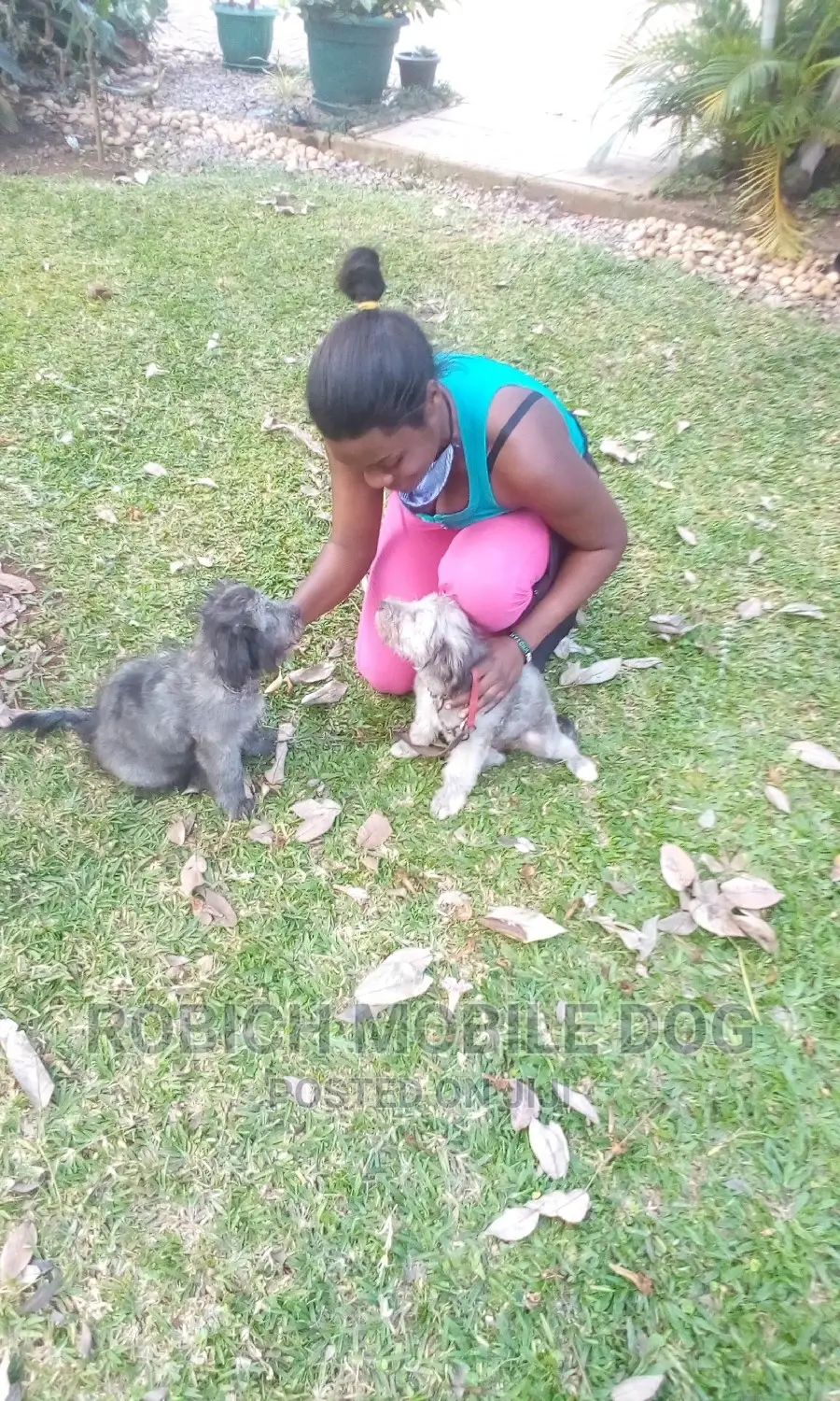 Dogs and Training