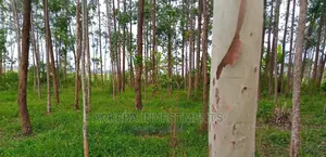Eucalyptus Trees for Sale in Luuka District