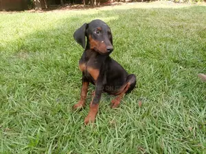 1-3 Month Male Purebred Doberman Pinscher