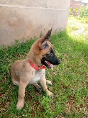 1-3 Month Male Purebred Belgian Malinois