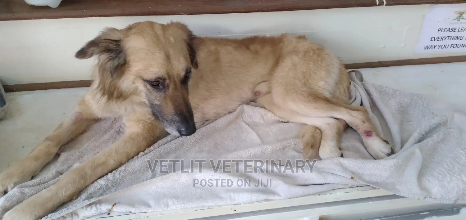Vet Lit Mobile Veterinary Doctor