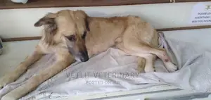 Vet Lit Mobile Veterinary Doctor
