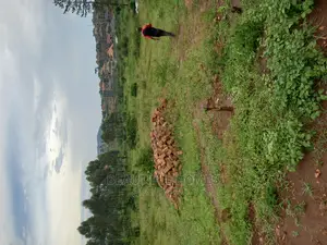 Kasangati Twenty Five Decimals in Nice Area