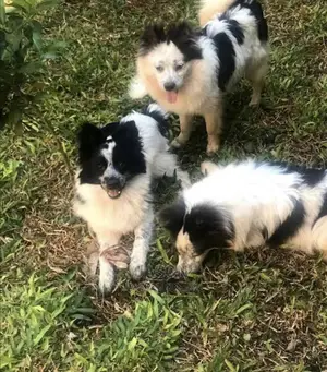 6-12 Month Male Purebred Japanese Spitz