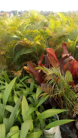 The Best Flowers and Plants Available at the Best Prices.