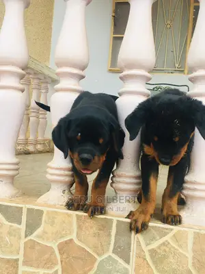 3-6 Month Female Purebred Rottweiler