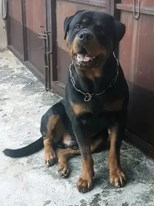 6-12 Month Male Purebred Rottweiler